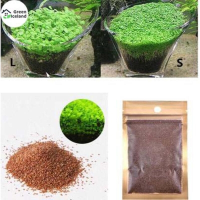 Picture of 50 pc aquarium green grass seeds