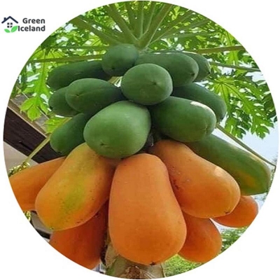 Picture of 10 Piece/Bag Dwarf Hovi papaya bonsai organic fruit plant fruit plant papaya poted for home garden
