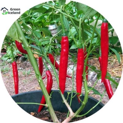 Picture of All seasonal red spicy pepper seed-10 pce seeds
