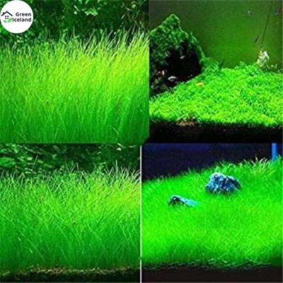 Picture of Global aquarium green grass seeds —50 pc seeds