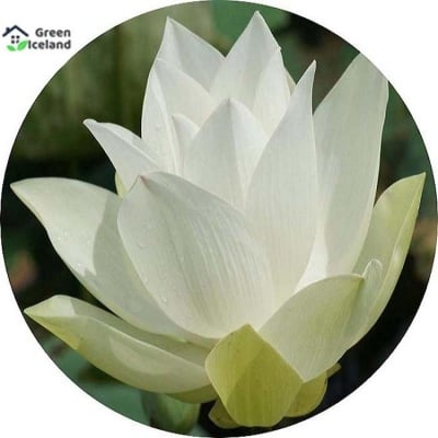 Picture of Natural White Padma Flower Seeds (White Padmaful Seed) - 10 Piece Seeds