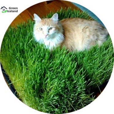Picture of 2000 pieces of cats of cats of cats bonsai seeds
