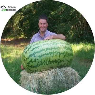Picture of Natural Hybrid Watermelon Seeds (Hybrid Watermelon Seed) -15 PCS Seeds