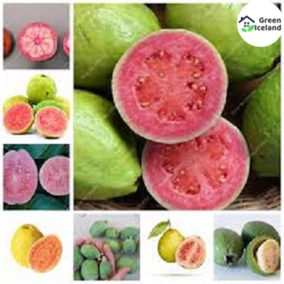 Picture of Thai 7 guava seed-20 pice seeds