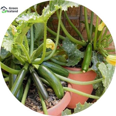 Picture of Organic Juchini Squash Seed-10 Peace Seeds