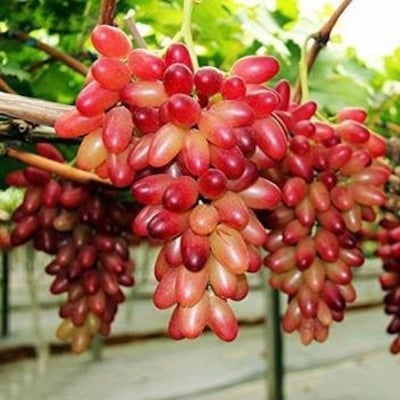 Picture of Very rare finger grapes advanced fruit natural growth grape delicious fruit trees-20 pce seeds for home garden