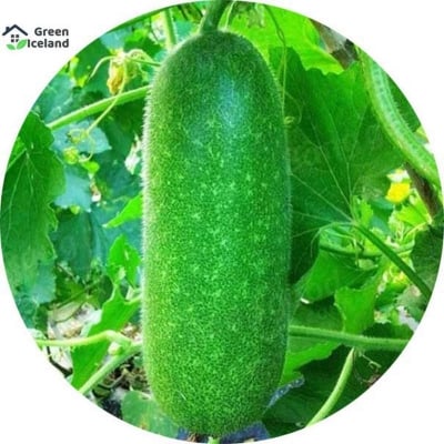 Picture of 30 PCS Natural Chalkumra Seeds (Rice Cucumber Seed)