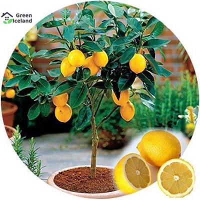 Picture of The seeds of dwarf lemon tree-10 pesis seeds