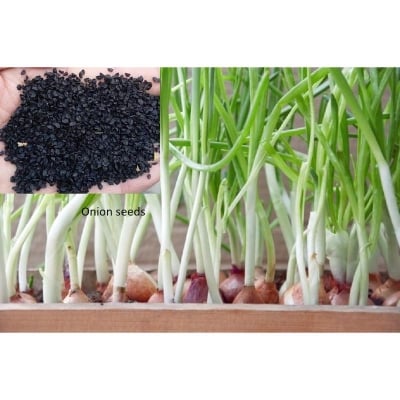 Picture of Red onion seeds are all season -70 pes seeds