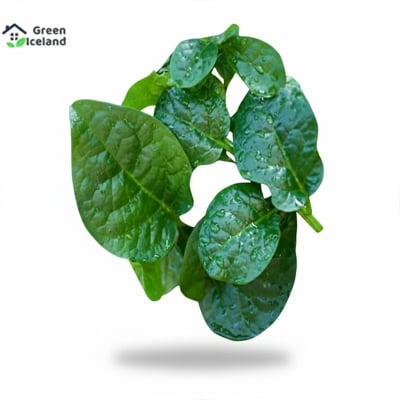 Picture of Pooce seed (Poi Vegetable Seeds) Hybrid -100 Piece Seeds