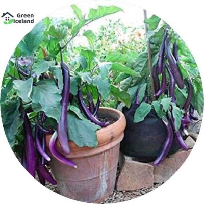 Picture of 20 pcs hybrid f1 long brinjal seeds (tall eggplant seeds)