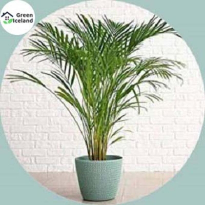 Picture of Cycas/Lady Palm Seed-5 Piece Seed (Global Seed)