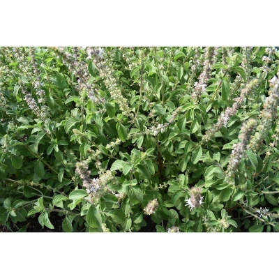 Picture of Basil Seed Tulsi Bonsai Garden Seed House and Garden Tree-20 Piece Seeds
