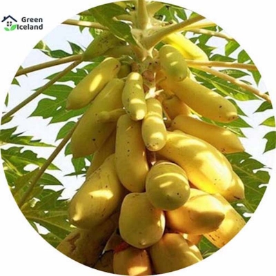 Picture of 10 pc hybrid F1 yellow golden papaya seeds (yellow papaya seeds) - 10 pieces seeds