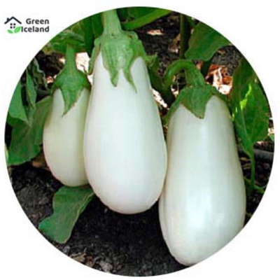 Picture of Natural white eggplant seed-10 pes seeds