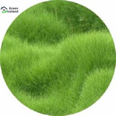 Picture of Rare 200 + PC Lawn Grass Seed (Carpet Gass) -200 + PC Seeds