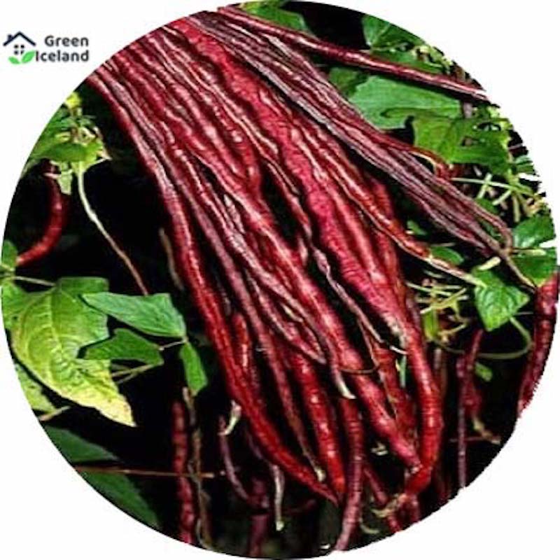 Picture of All seasoned red bean seeds (red barbati seed) - 30 pce seeds
