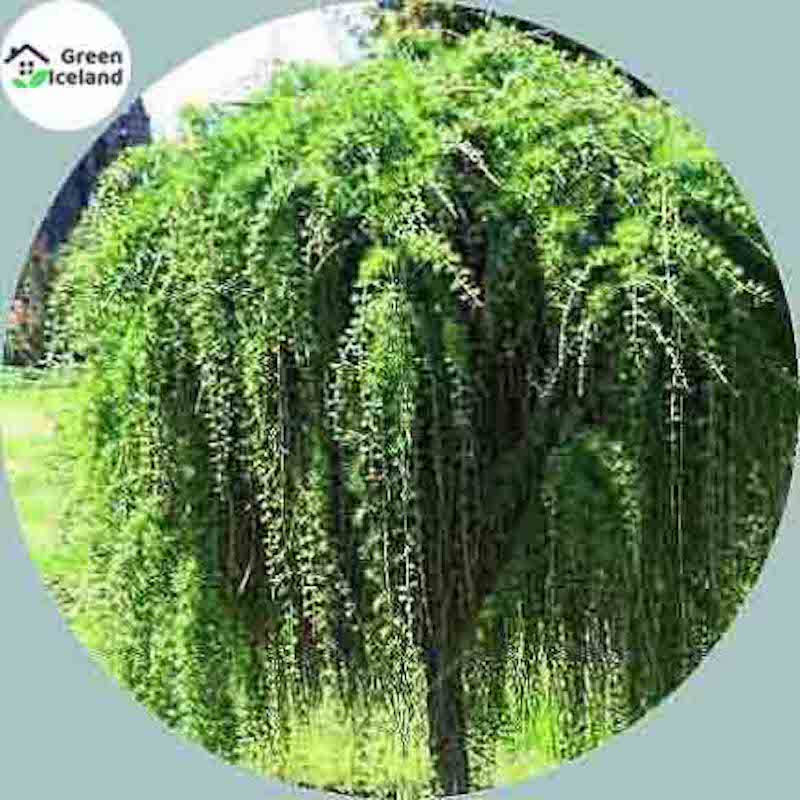 Picture of 5 pieces of natural weed tree seeds
