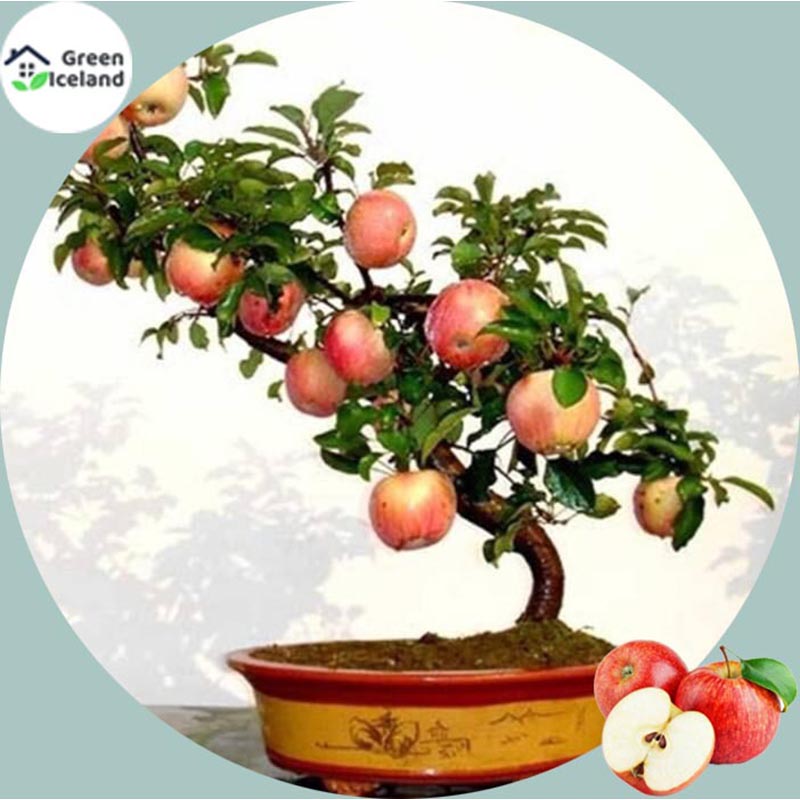 Picture of Red apple bonsai seed -30 pice seeds