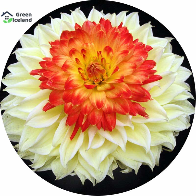 Picture of Beautiful Global Dahliya Flower Seed-10 Peace Seeds