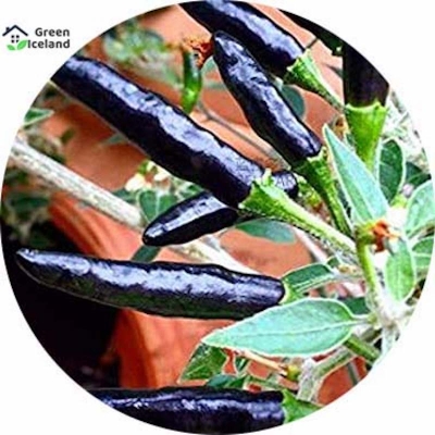 Picture of 20 pieces of global long black pepper seeds