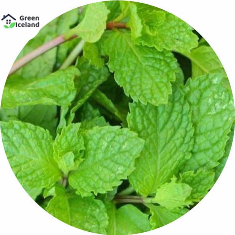 Picture of Mint/mint seeds of all season -100 pc seeds