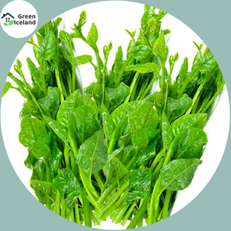 Picture of Hybrid F1 Nutrition Seeds (Nutrition Vegetable Seeds) - 50 Piece Seeds