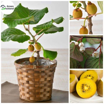 Picture of All season mini kiwi fruit bonsai seed-30 pc seeds