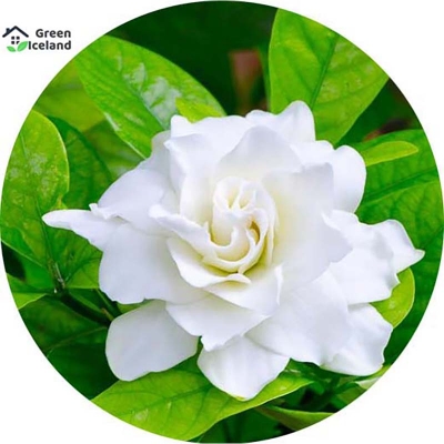 Picture of Dwarf 20 Piece Natural Gardenia Bulb Jasmine Flower Seeds (Jasmine Flower Seed) - 20 Piece Seeds
