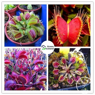 Picture of All season pesticides Dinia Muscipula Flightrap seed-50 Peace Seeds