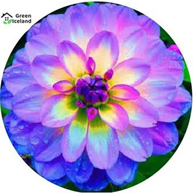 Picture of 5 Piece Dalia Flower Seeds of All Season-5 Piece Seeds