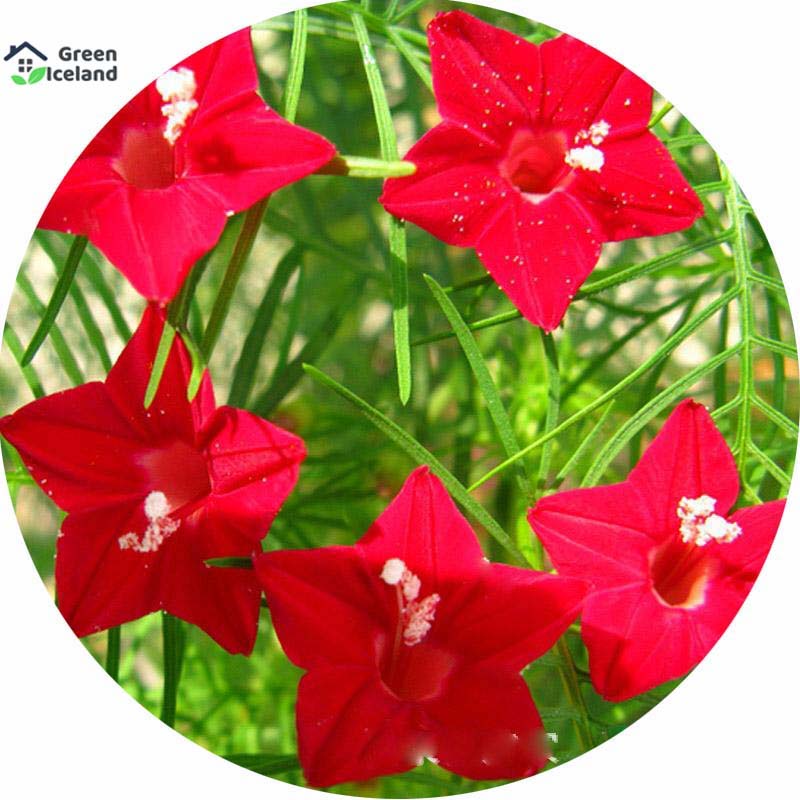 Picture of Cunjo flower seeds (cucumber seeds) -20 pce seeds