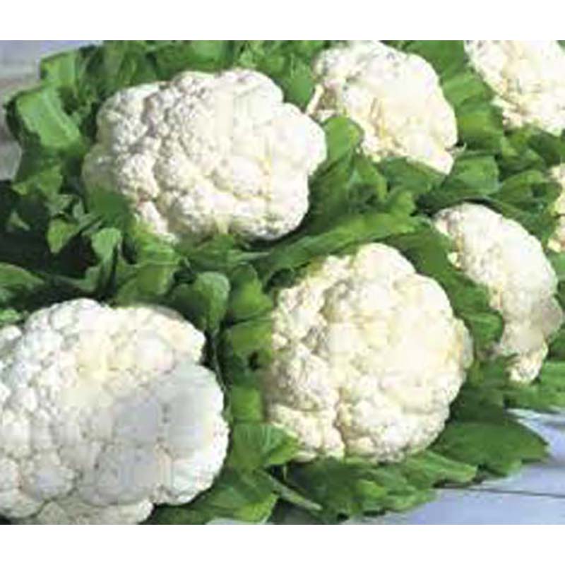 Picture of Cauliflower Seeds - 30+ PCS Intek Packet (cauliflower seed intake packet)