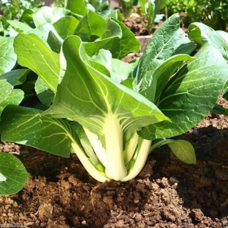 Picture of Chinese Pak Chi Seed/Bangladeshi bowl seeds (Bangladeshi bowl vegetables) - 40 + pc