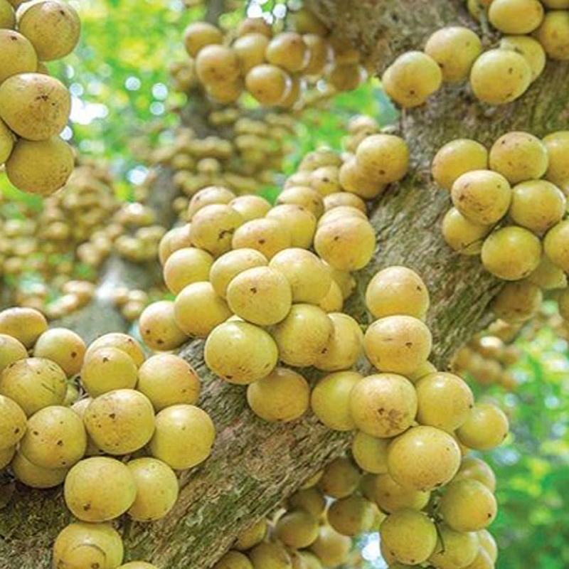 Picture of Latkan Tree Seeds - 5 PCS (Biz of pendant tree)