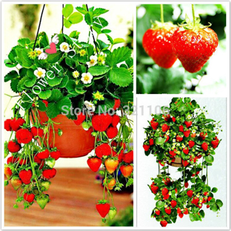 Picture of 20 pieces of red strawberry strawberry fruit seed