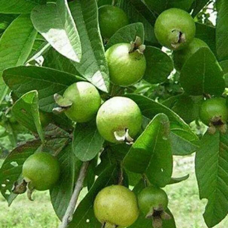 Picture of Thai 7 Guava Seed (Thai 7 Guava Seeds- 25 Pisce) (Global Seeds)