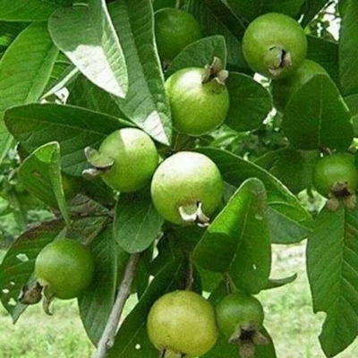 Picture of Thai 7 Guava Seed (Thai 7 Guava Seeds- 25 Pisce) (Global Seeds)