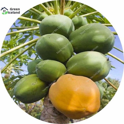 Picture of 5 Piece Papa Seed-5 Piece Seed (Global Seed)