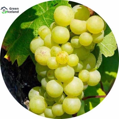Picture of Global Grape Seeds (Angur Seed) - 10 Piece Seeds
