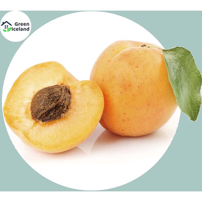 Picture of 2 Piece Global apricot seed seeds
