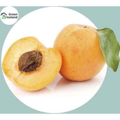 Picture of 2 Piece Global apricot seed seeds