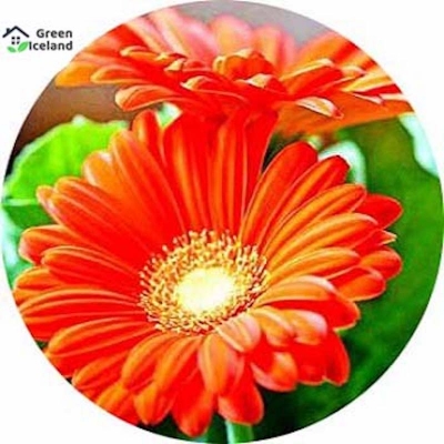 Picture of Beautiful Global Gerbera Daisy Flower Seed-20 Peace Seeds
