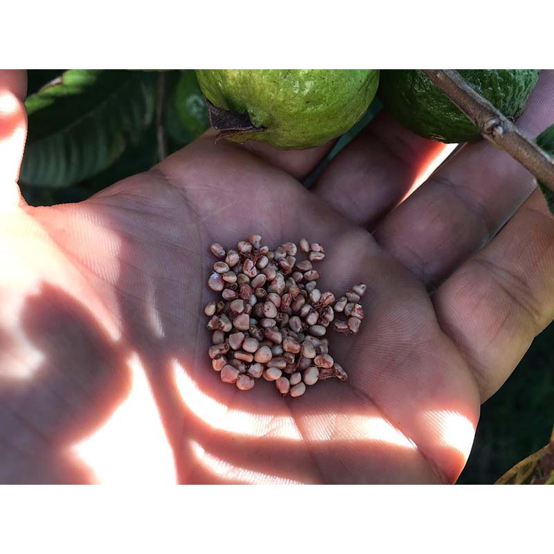 Picture of Guava bonsai delicious tropical fruit potted non transgenic outdoor plants planting-20pcs seeds for home garden