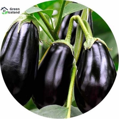 Picture of Natural black eggplant seeds (black eggplant seed) - 10 pieces seeds