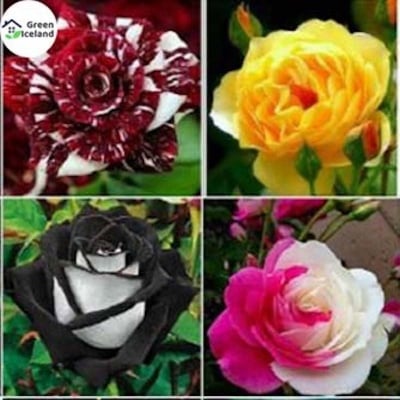 Picture of Mix Color Roses Flower Seeds (Multicala Rose Seed)- 30 PCS Seeds