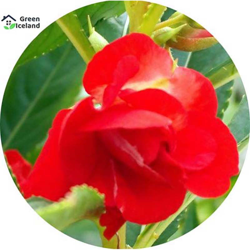 Picture of 20 pieces of global Balasum flower seeds (Dopati flower seeds)- 20 piece seeds
