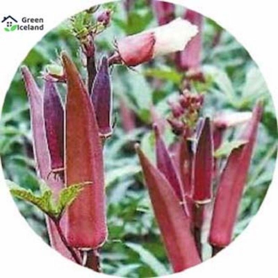Picture of 20 pieces of red girls finger/orca seeds (red deus/vendi seed) - 20 piece seeds