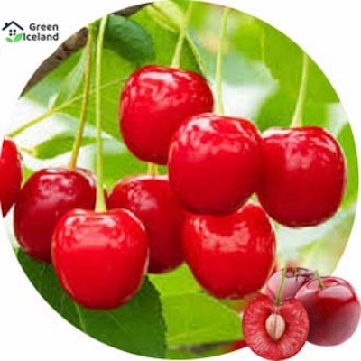 Picture of The seeds of the sweet cherry trees of all the season -5 pice seeds