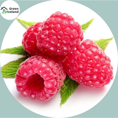 Picture of 100 pcs global giant raspberry fruit tree seeds